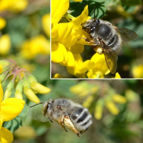 Anthophora dispar